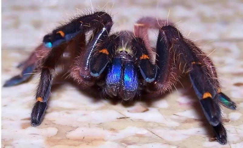 23384 blue fang tarantula handling