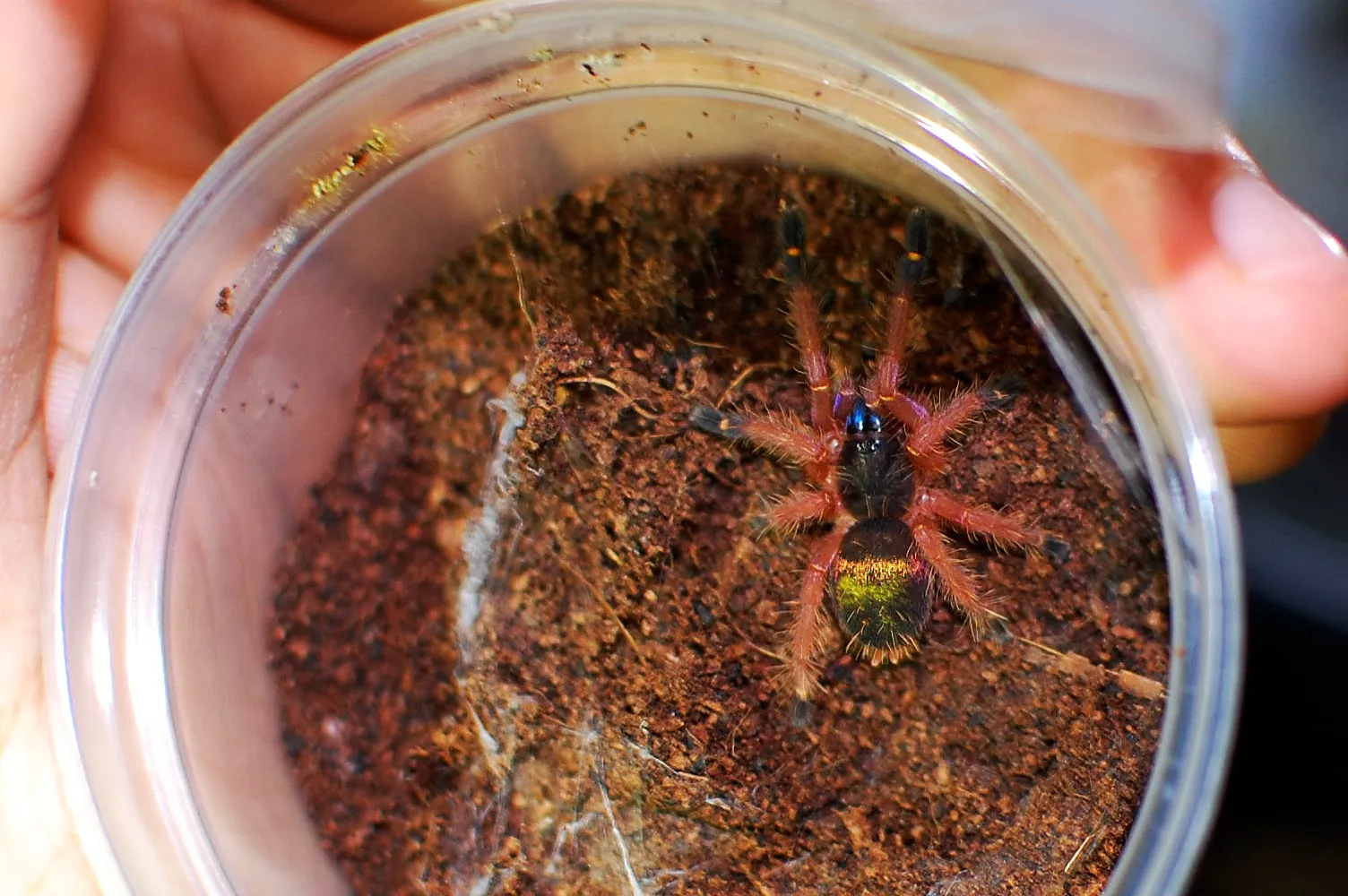 23384 blue fang tarantula male vs female