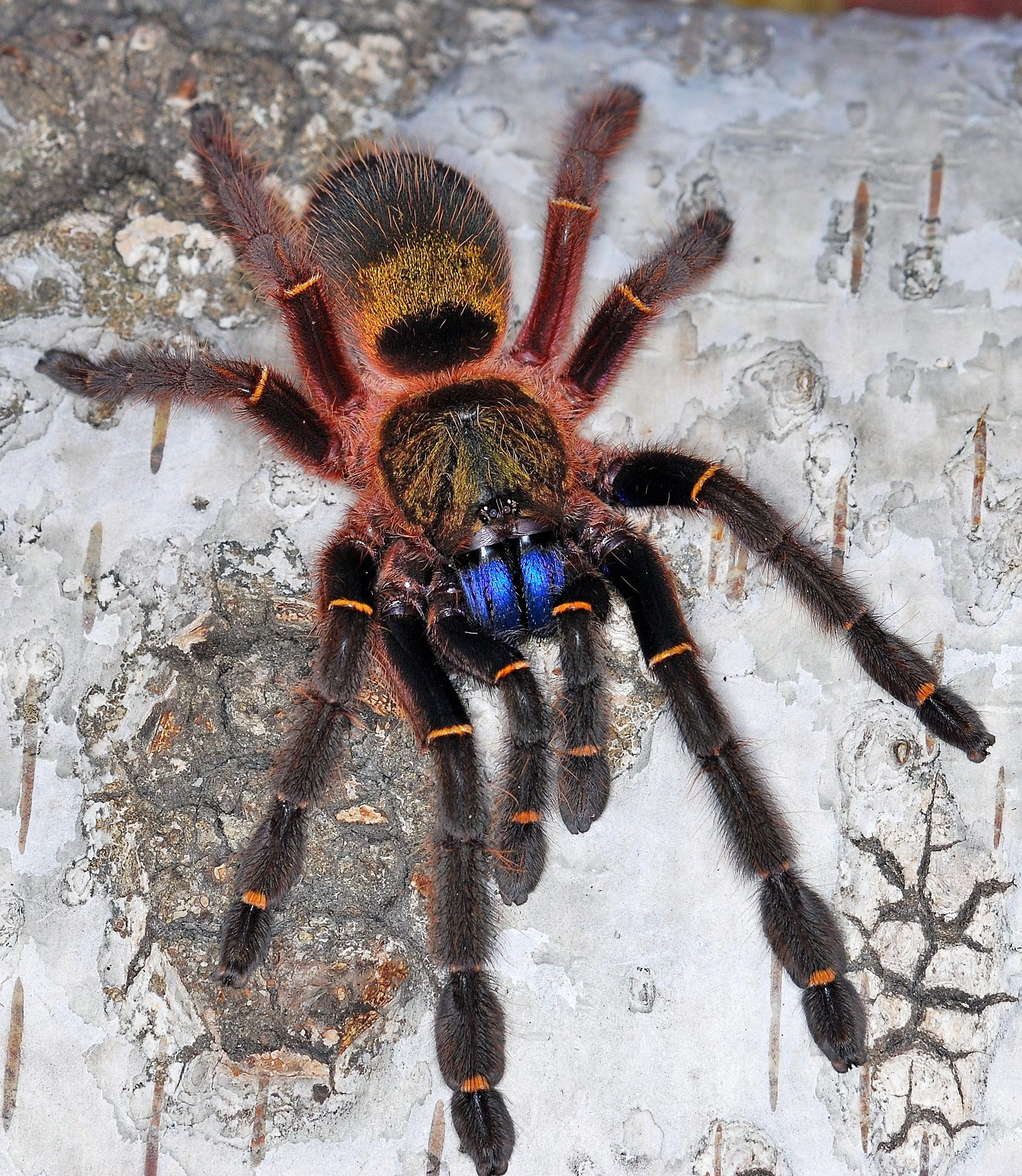 /img/23384-blue-fang-tarantula-molting.webp