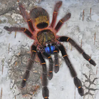 /img/23384-blue-fang-tarantula-molting.webp