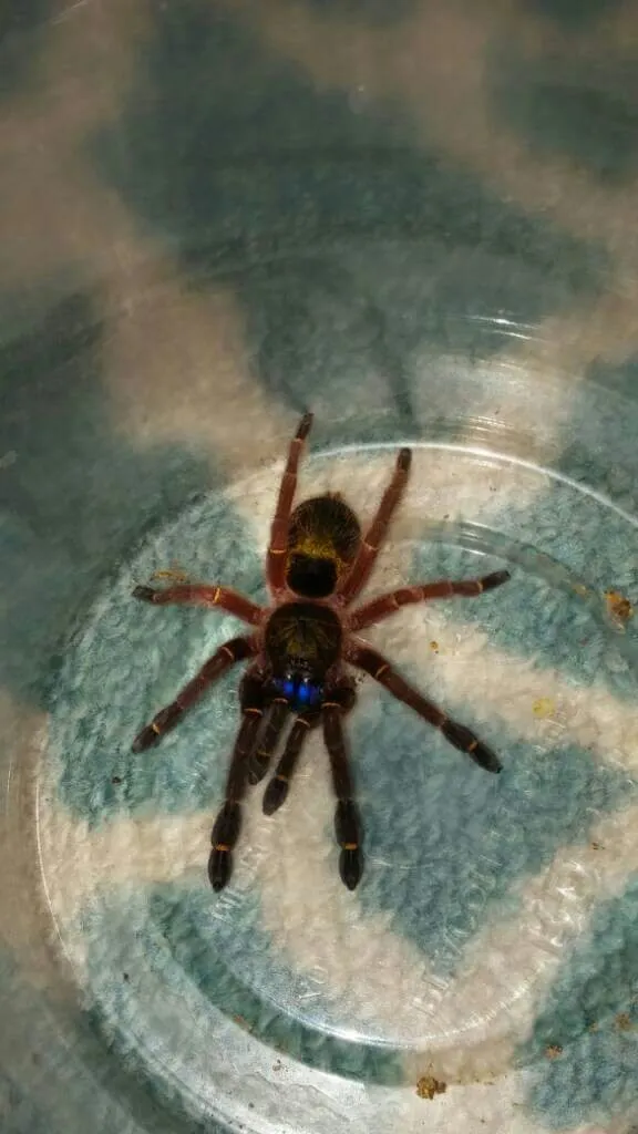 23384 blue fang tarantula substrate