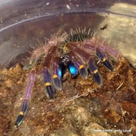 23384 blue fang tarantula watering