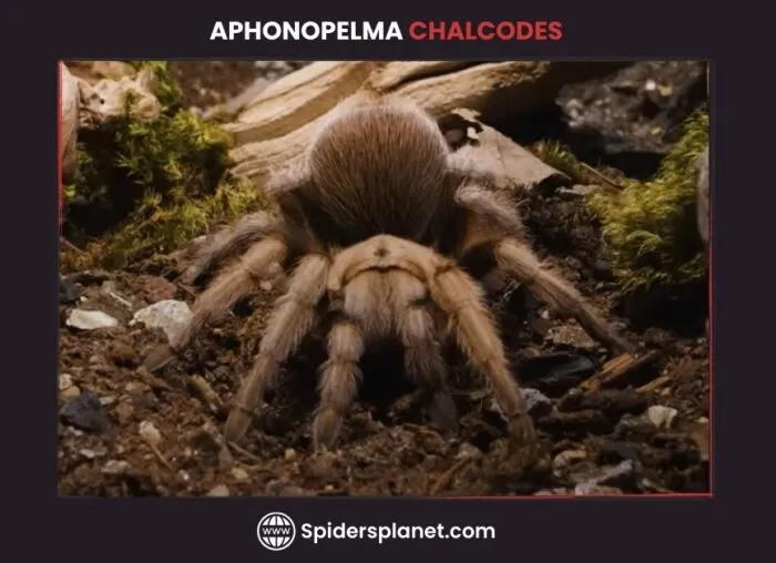 23385 arizona blond tarantula enclosure setup