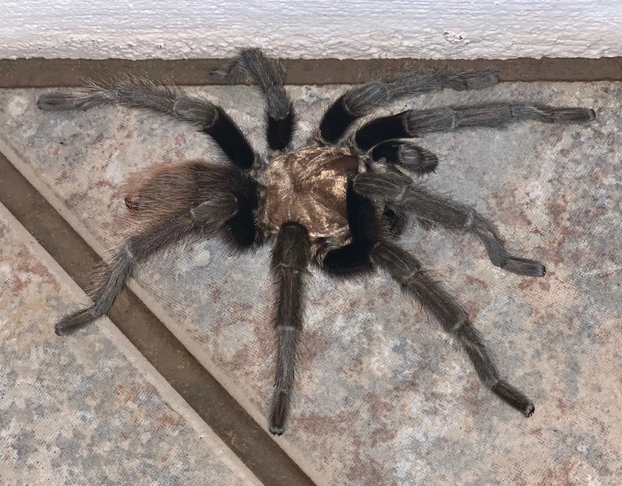 /img/23385-arizona-blond-tarantula-feeding.webp