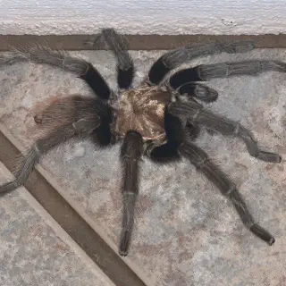/img/23385-arizona-blond-tarantula-feeding.webp
