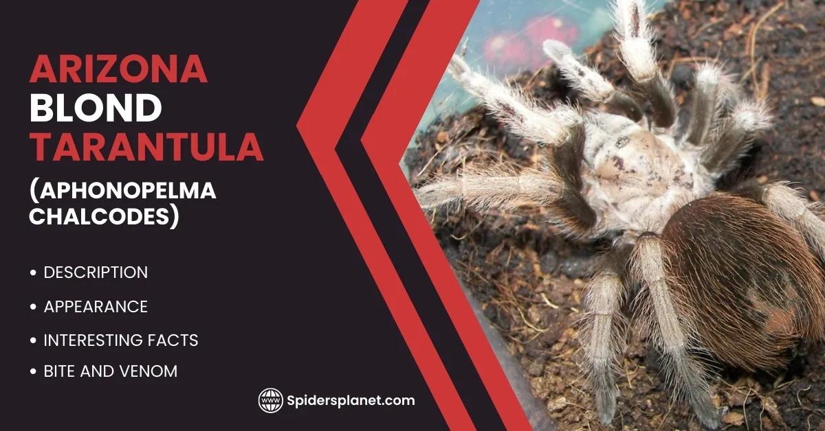 23385 arizona blond tarantula hiding decor