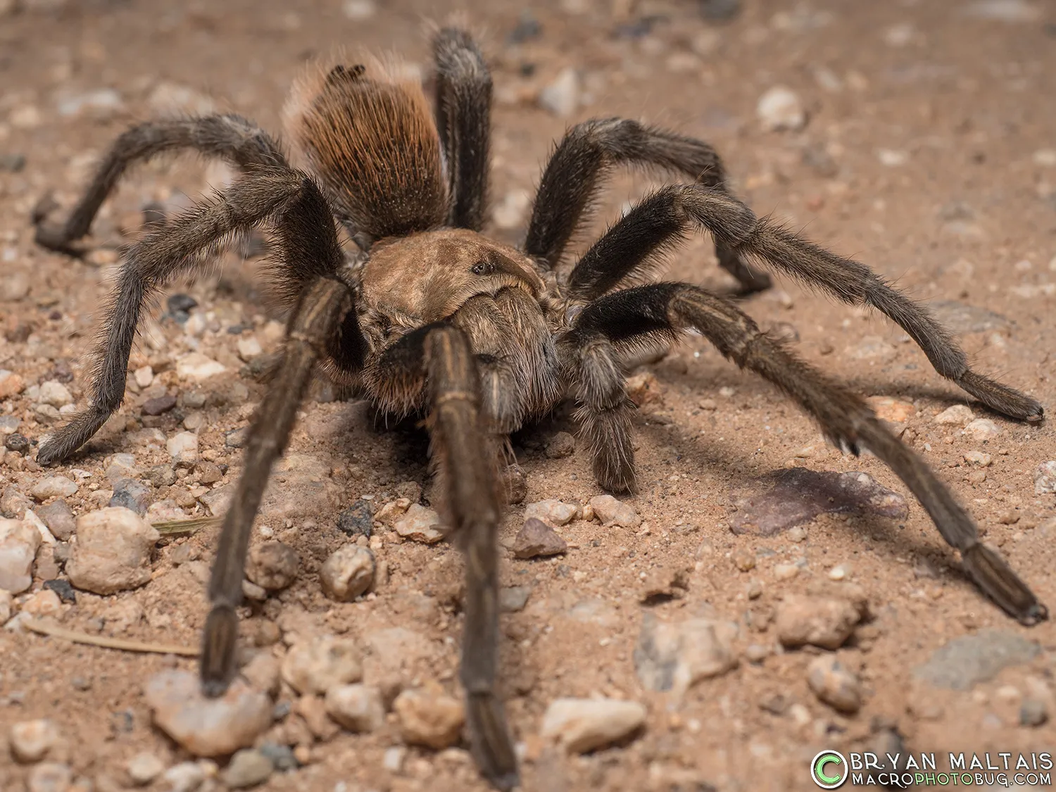 23385 arizona blond tarantula temperature humidity gauge