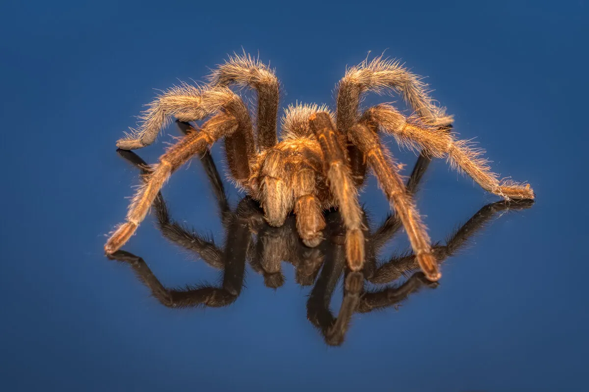 23385 arizona blond tarantula water dish