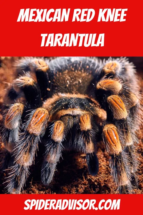 23387 mexican red knee tarantula conservation