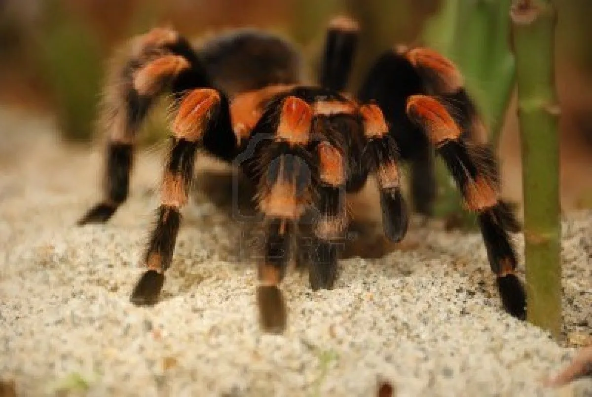 23387 mexican red knee tarantula mexico map