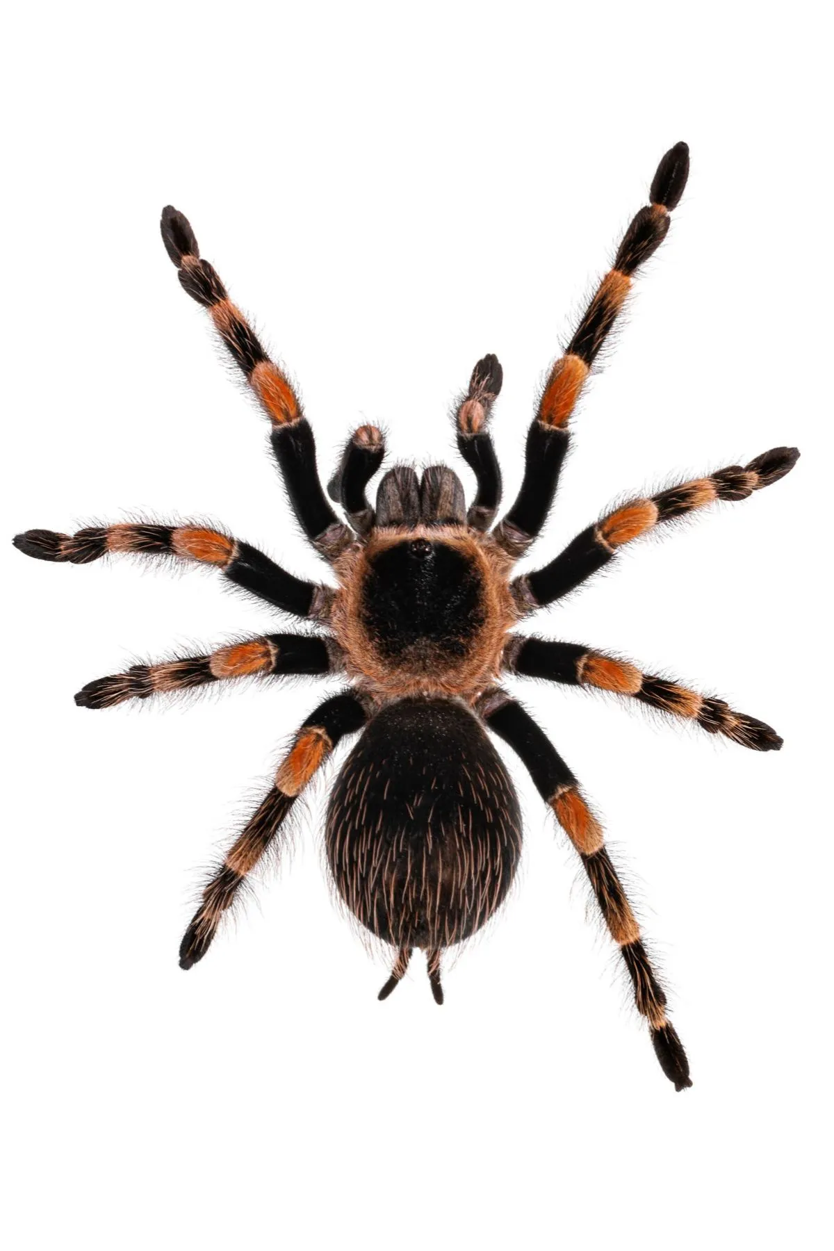 23387 mexican red knee tarantula overview