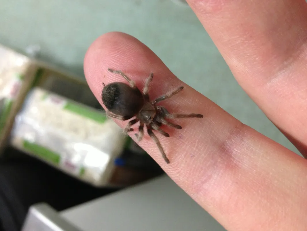 23387 mexican red knee tarantula size