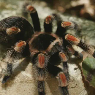 /img/23387-mexican-red-knee-tarantula-threats.webp