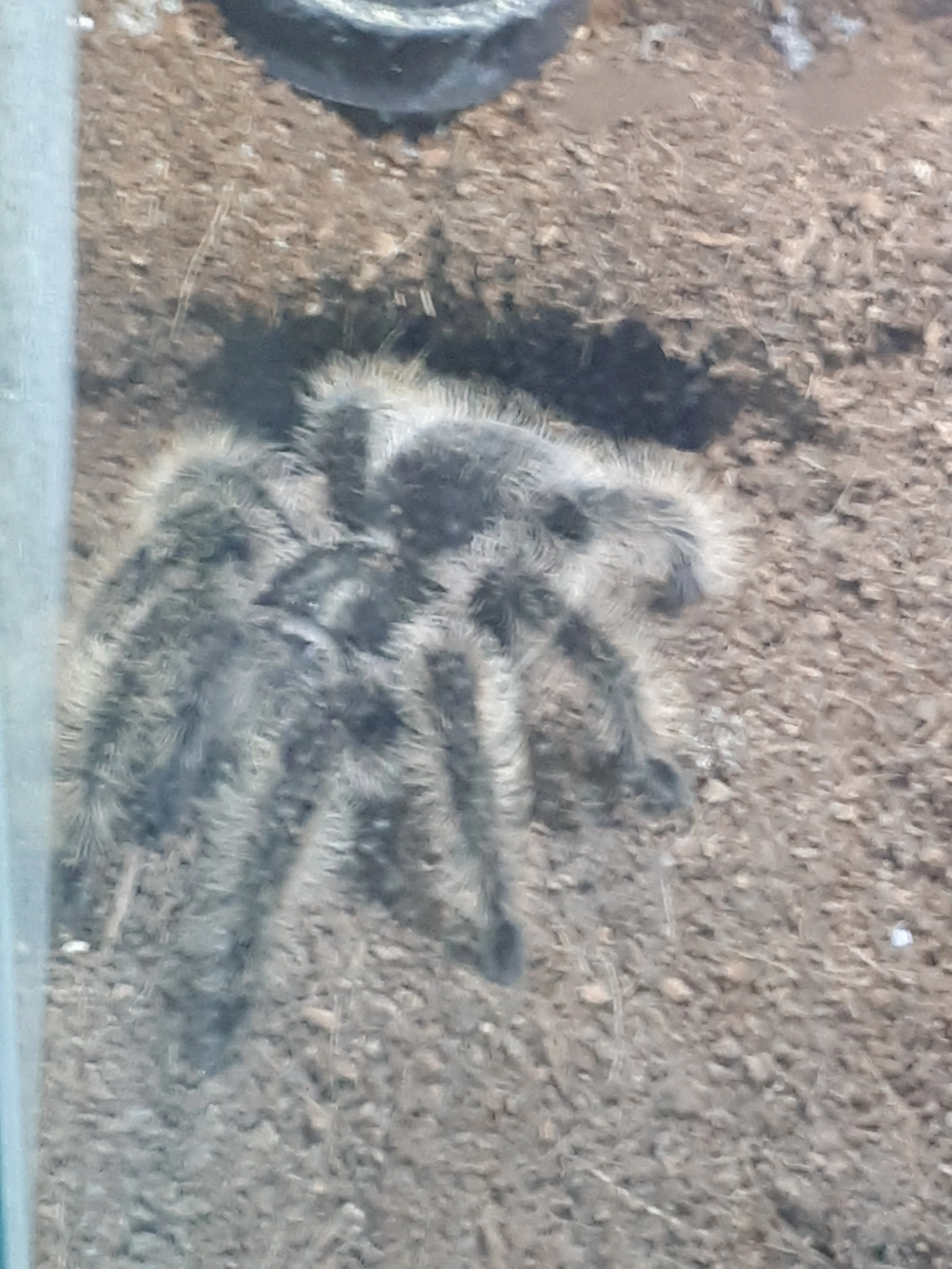 23388 choosing tarantula enclosure