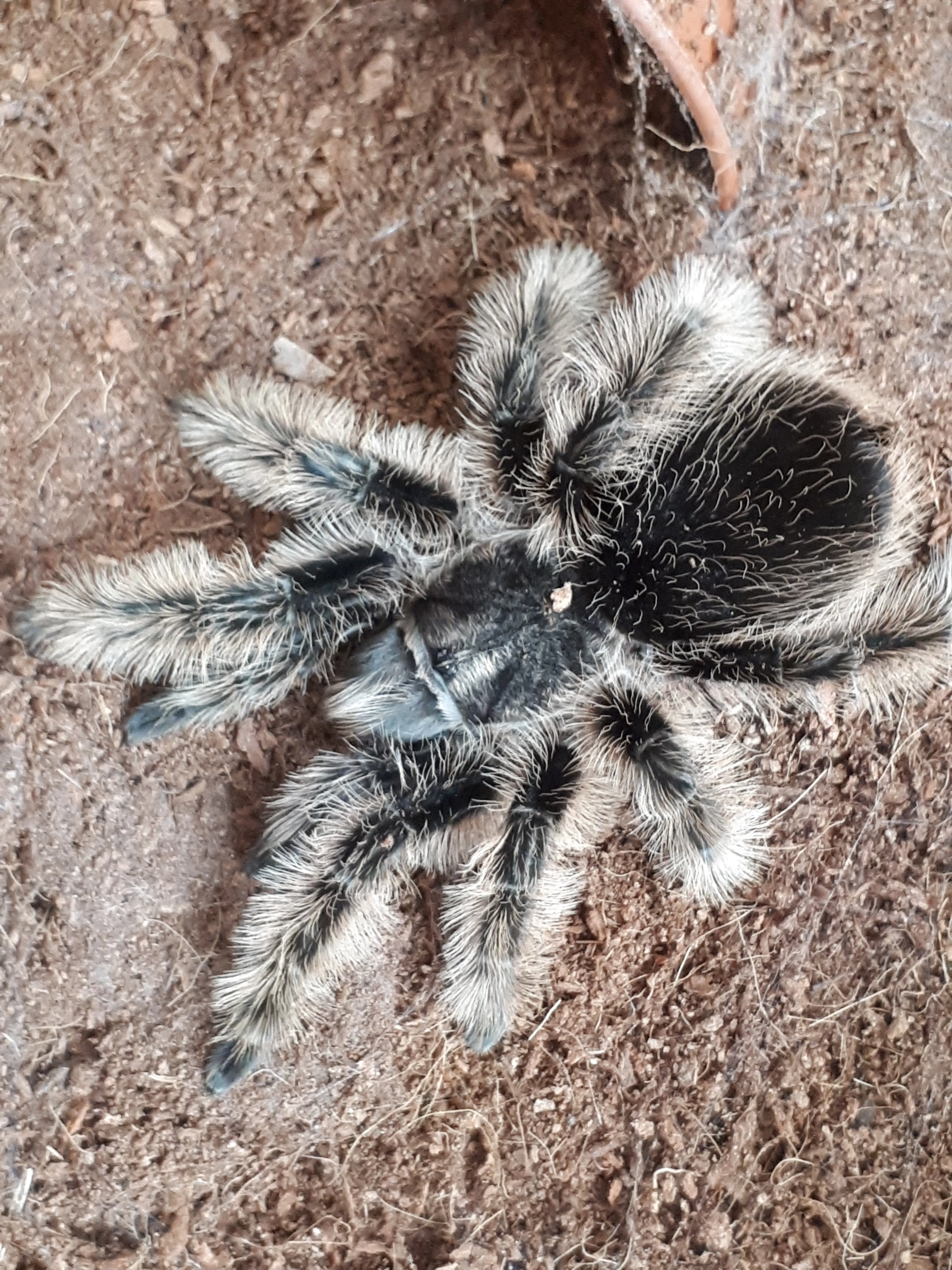 23388 curly hair tarantula habitat