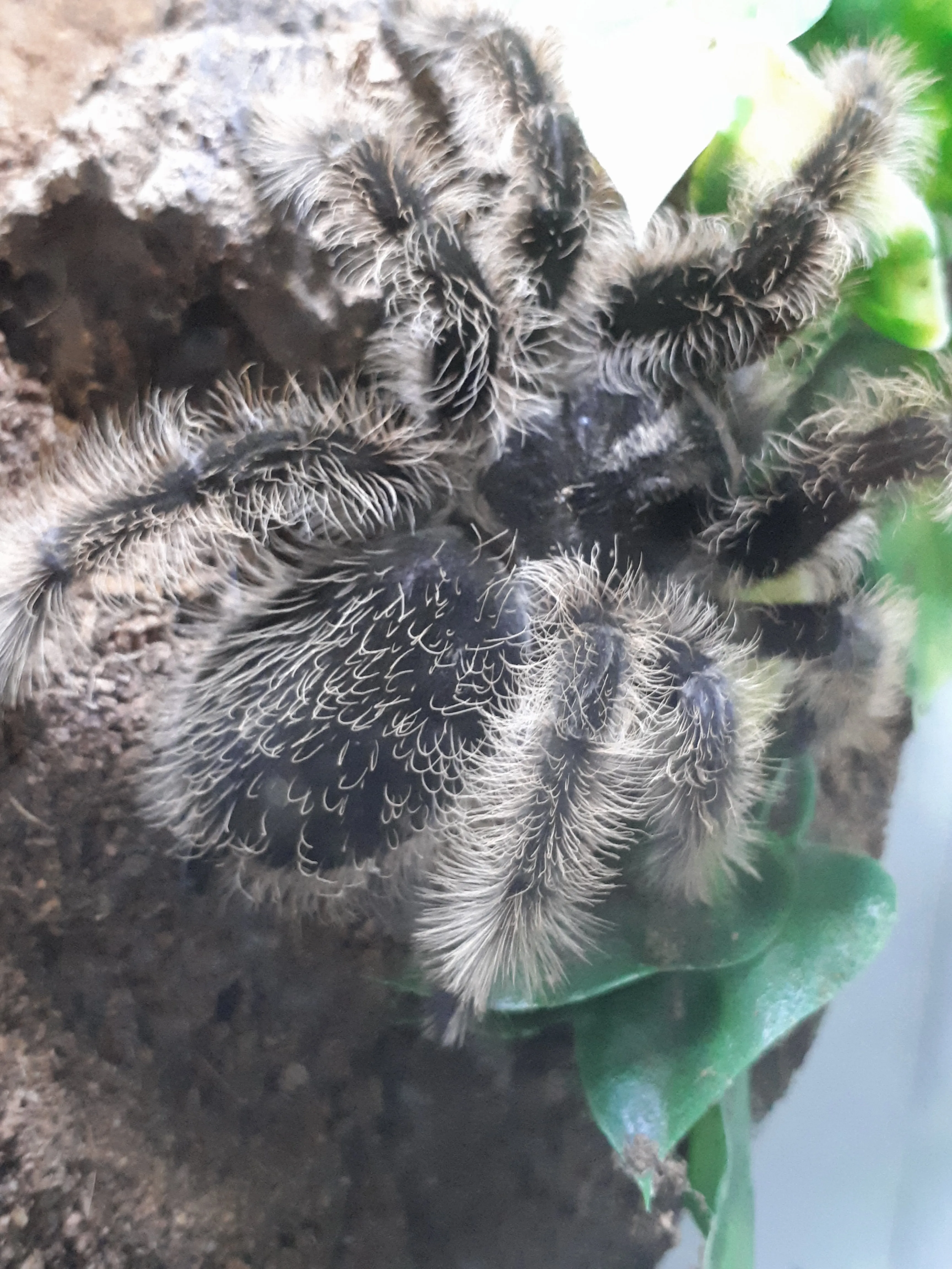 23388 curly hair tarantula handling