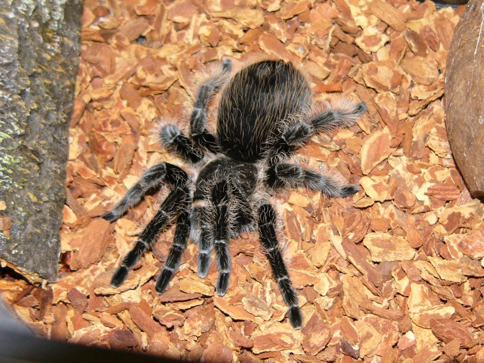 23388 curly hair tarantula molting