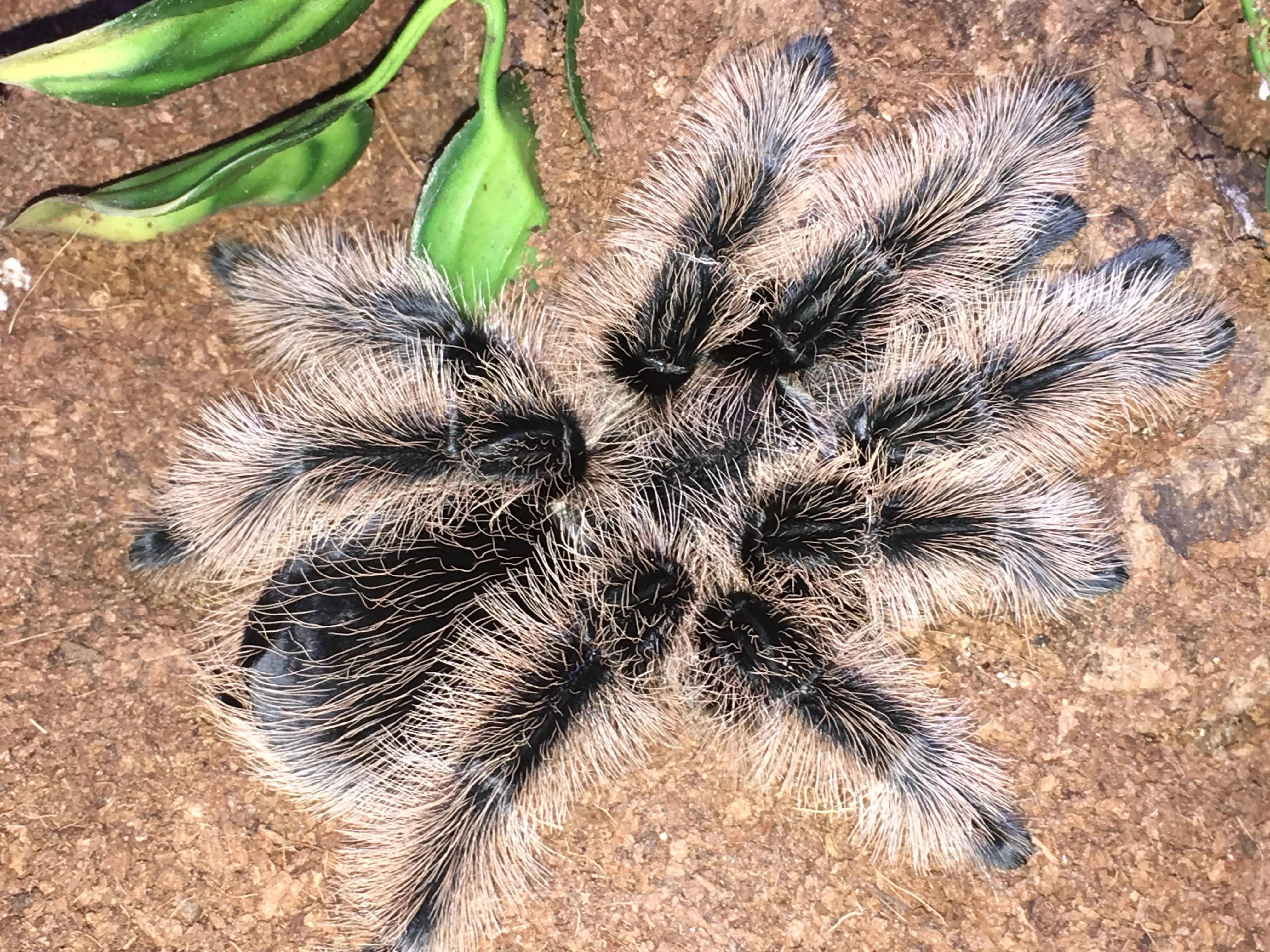 23388 curly hair tarantula overview