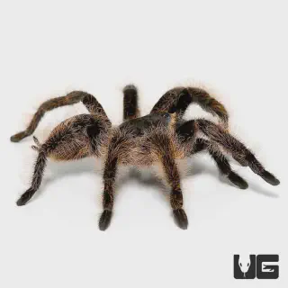/img/23388-male-vs-female-tarantula.webp