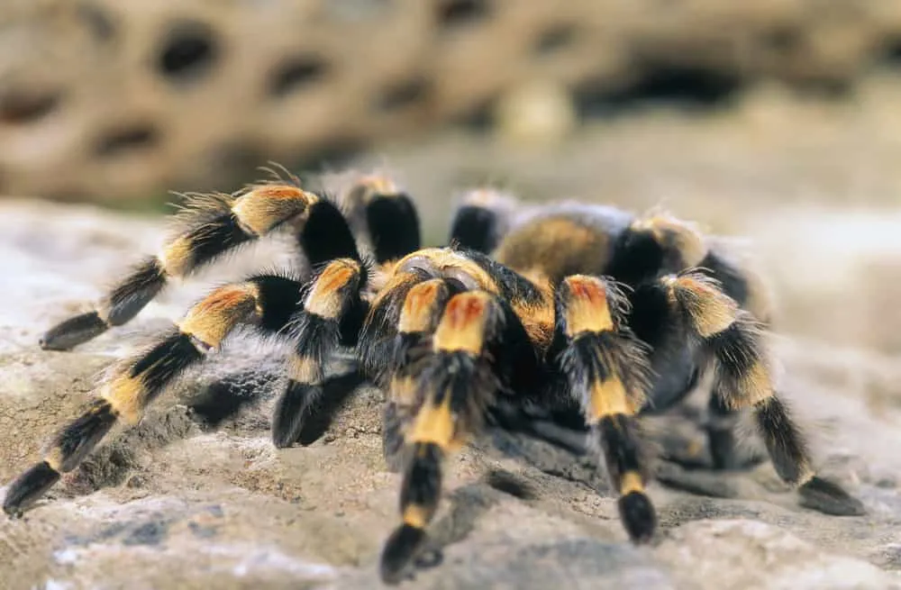 23389 tarantula bite symptoms