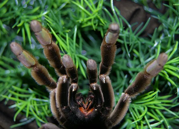 23389 tarantula bite treatment