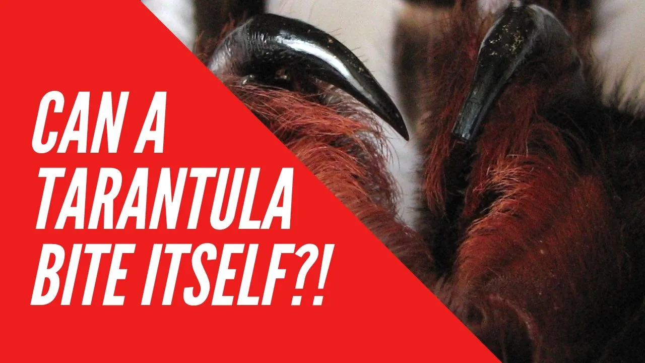 23389 tarantula defensive pose