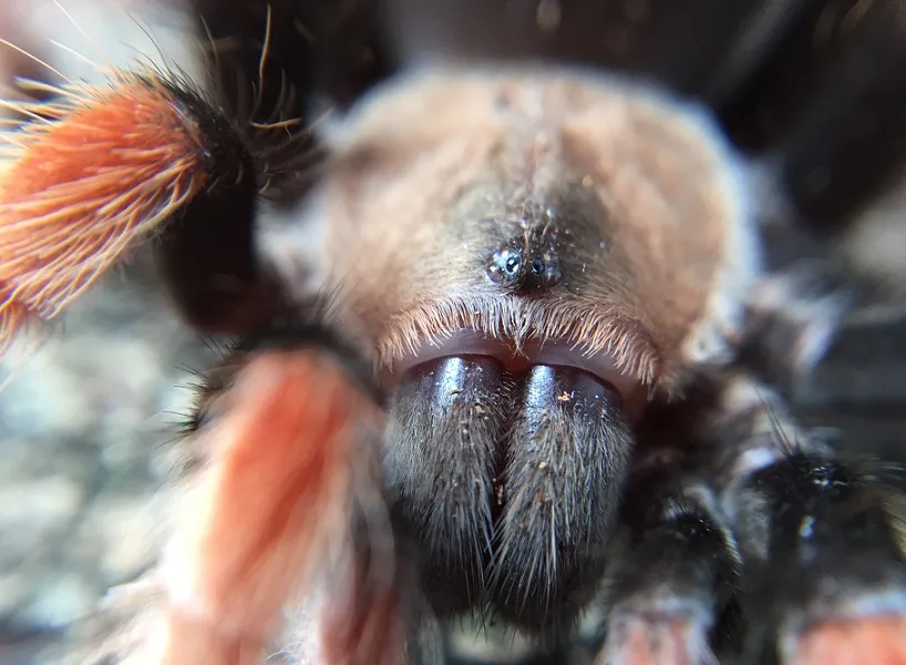 23389 tarantula handling safety