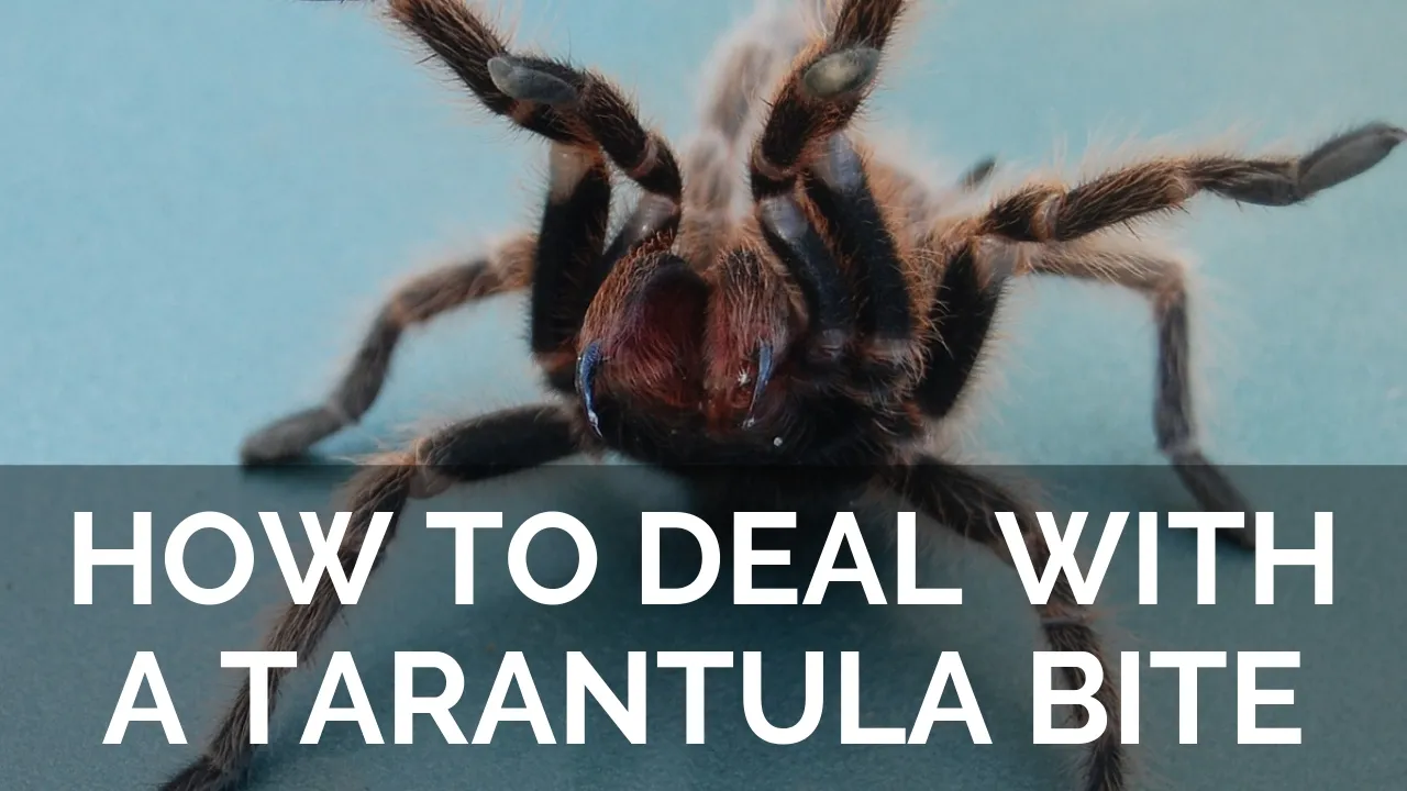 /img/23389-tarantula-research.webp