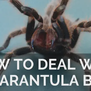 /img/23389-tarantula-research.webp
