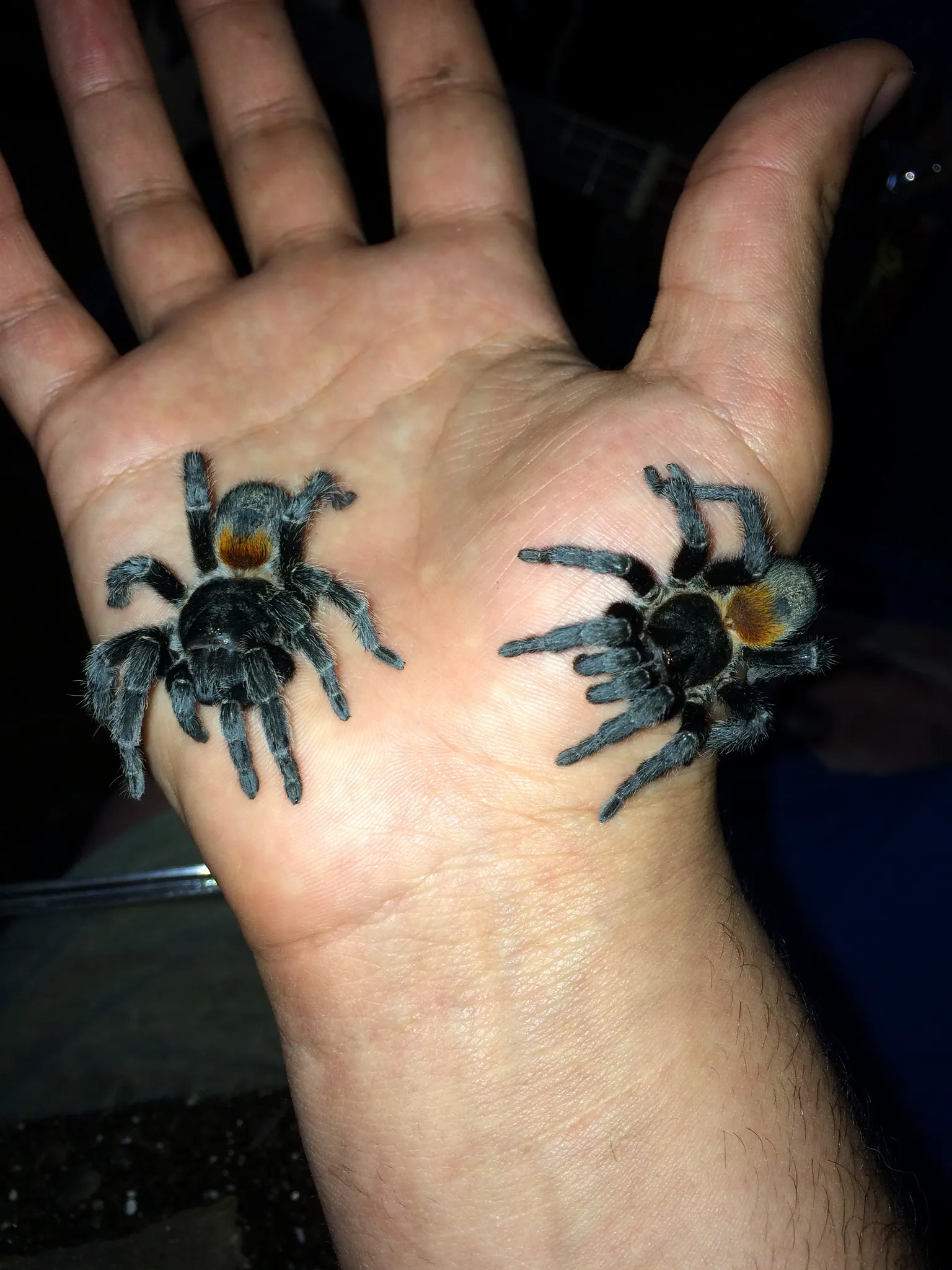 23391 tarantula selling price