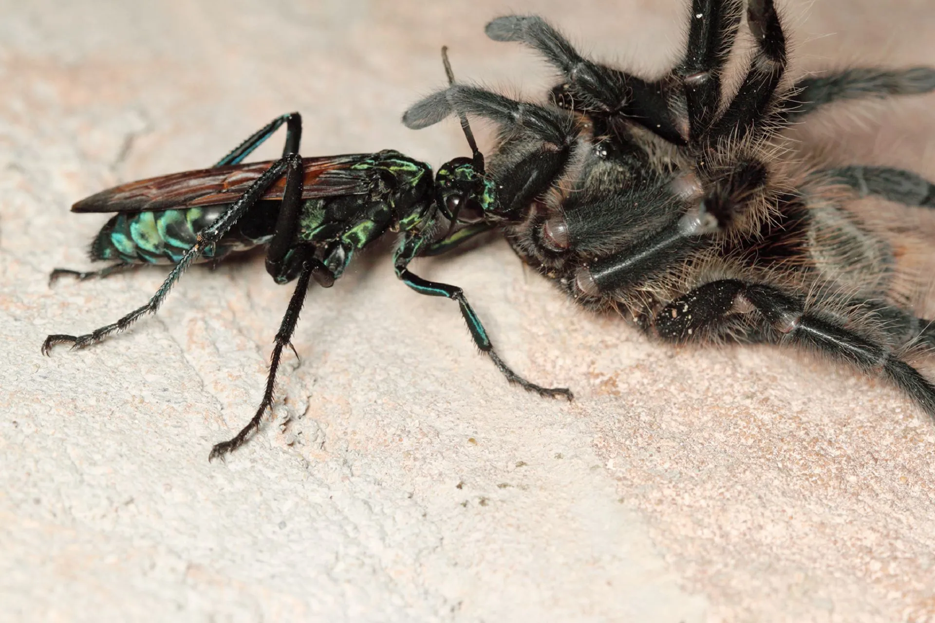 23392 tarantula hawk alabama 3