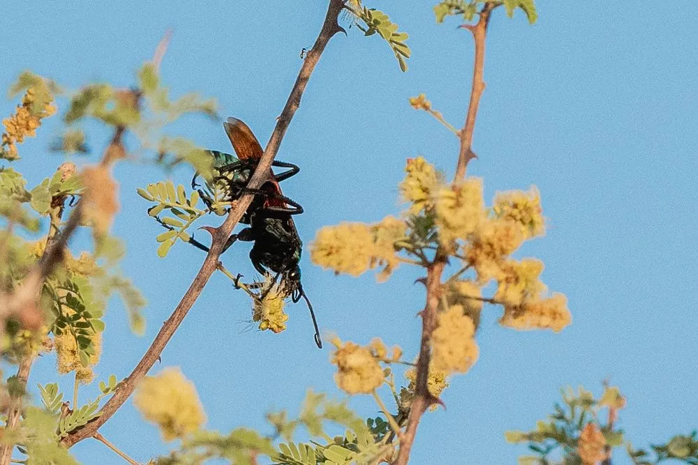 23392 tarantula hawk alabama 4