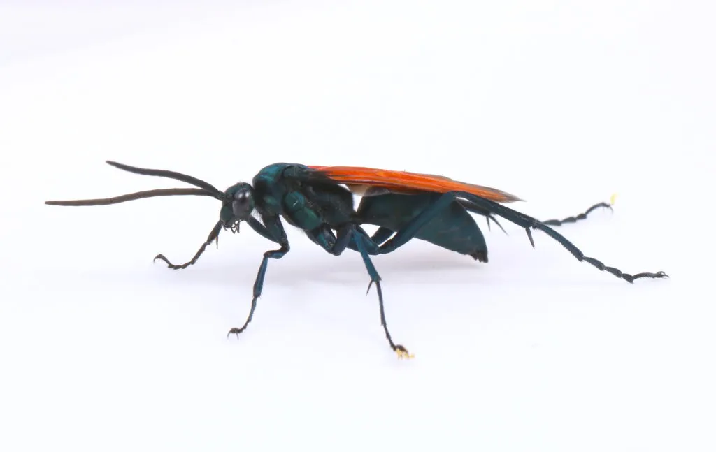 23392 tarantula hawk alabama 6