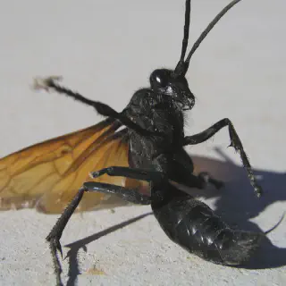 /img/23392-tarantula-hawk-alabama-7.webp