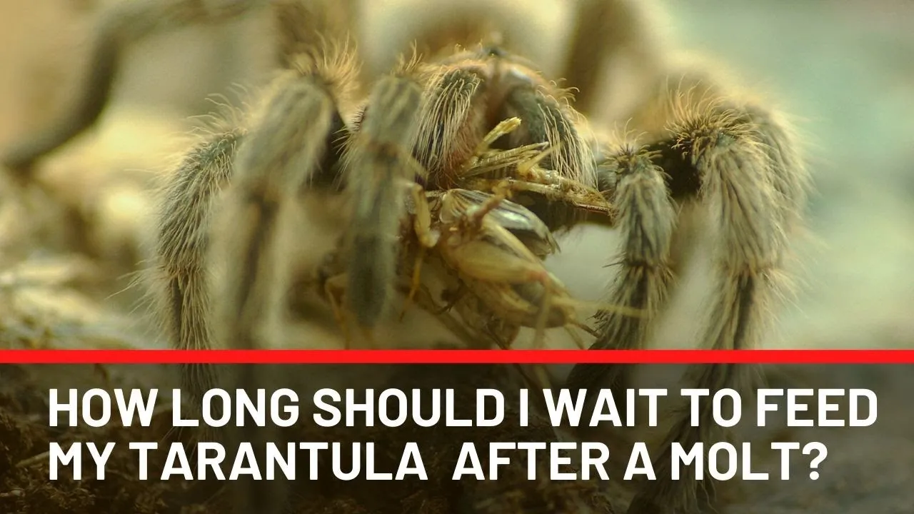 23395 molting tarantula safe environment