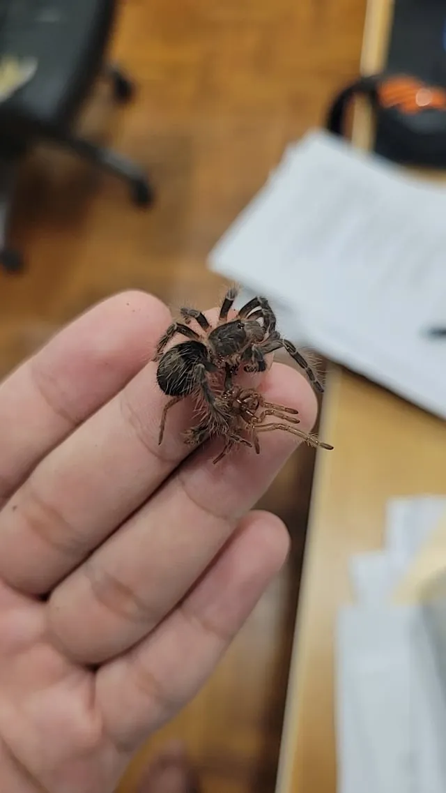 23395 tarantula exoskeleton