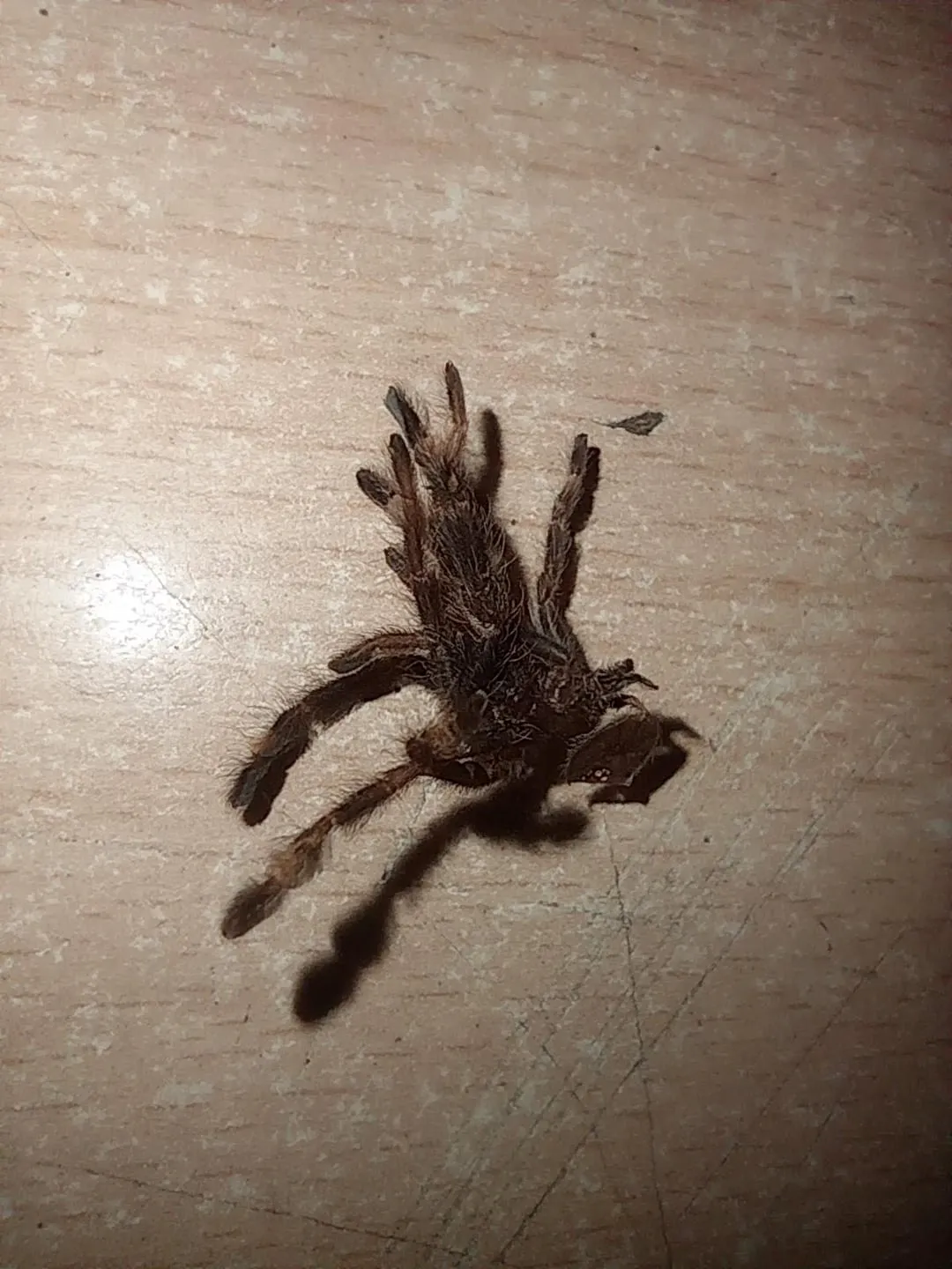 23395 tarantula loss of appetite