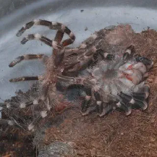 /img/23395-young-tarantula-molting.webp