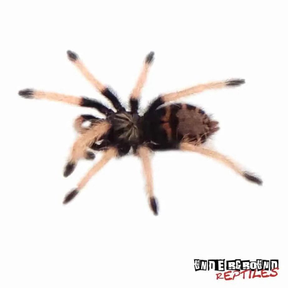 23396 green bottle blue tarantula humidity
