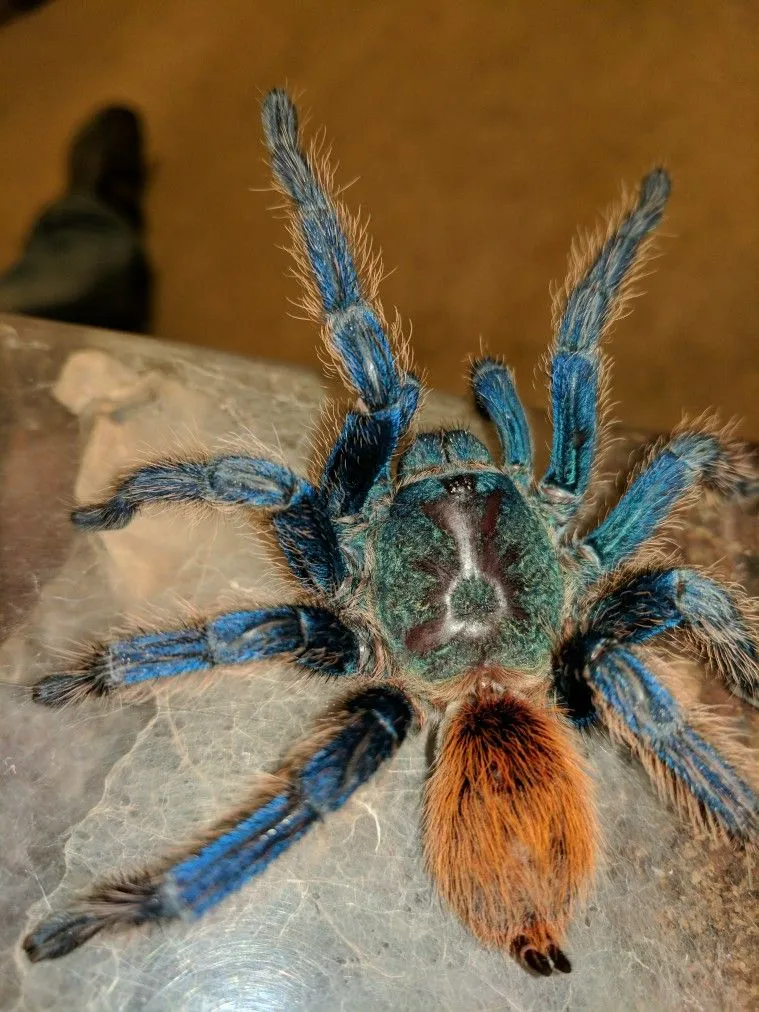 23396 green bottle blue tarantula substrate setup