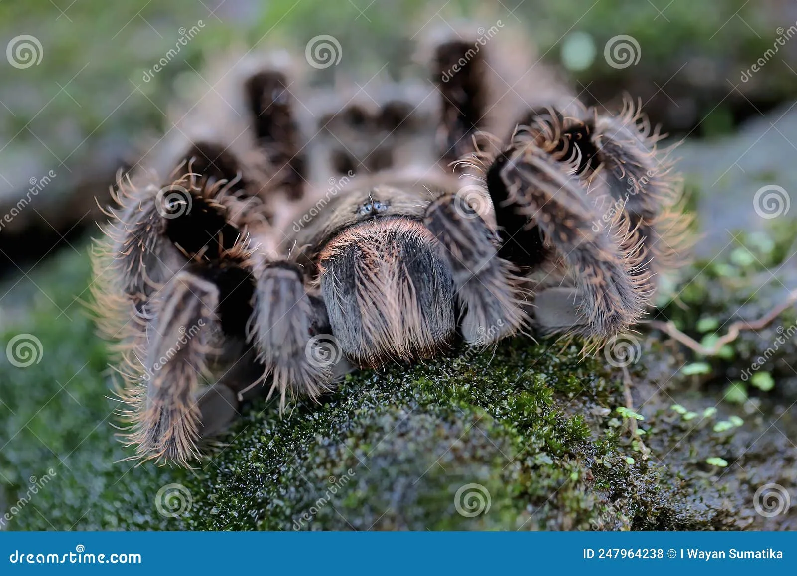 23397 chilean rose hair tarantula