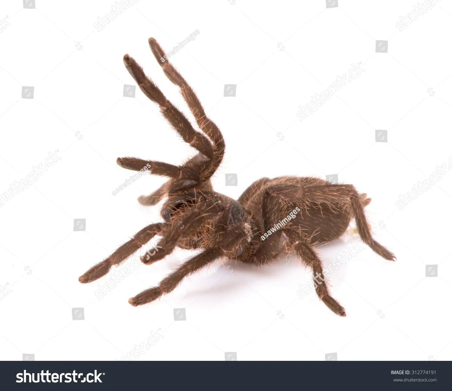 23397 costa rican zebra tarantula