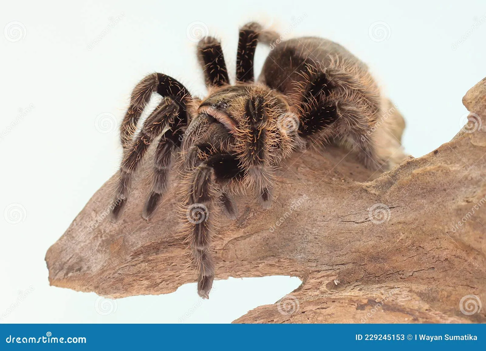 23397 curly hair tarantula