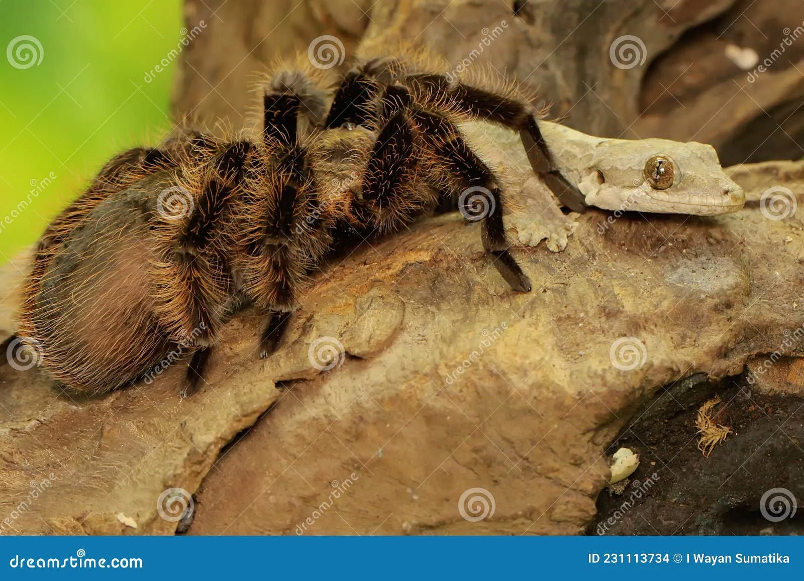 23397 grammostola pulchra