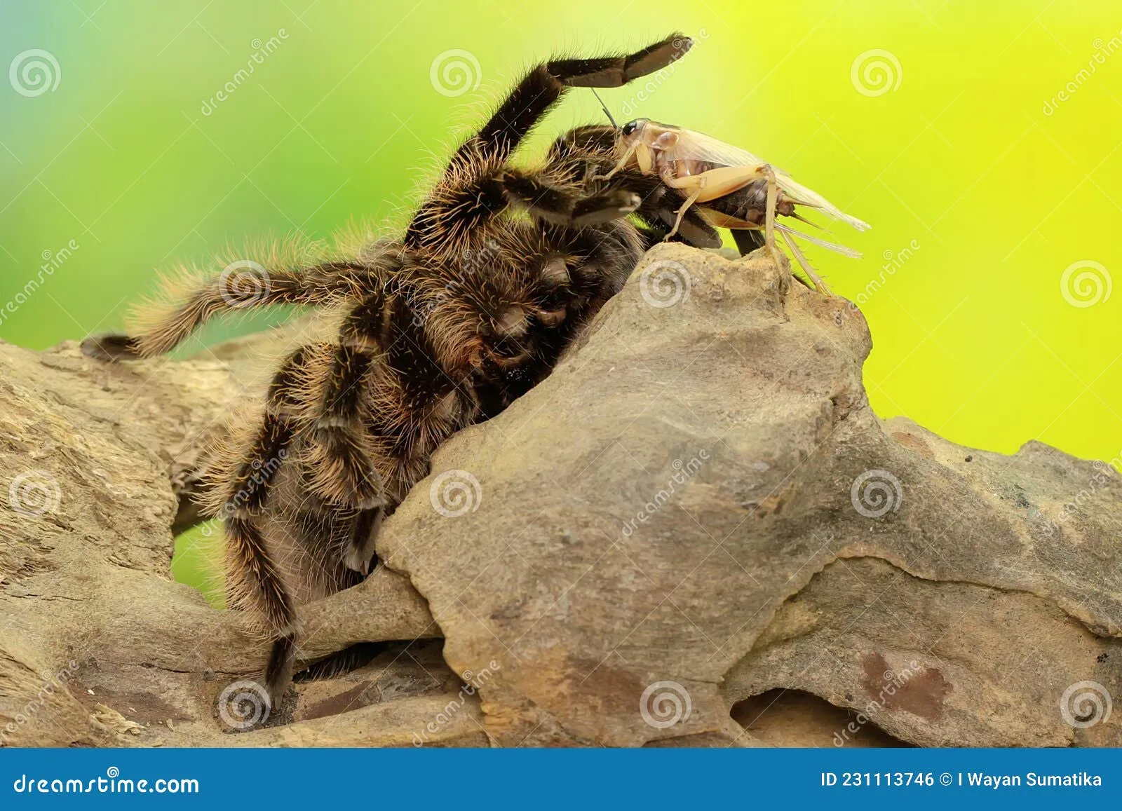 23397 greenbottle blue tarantula