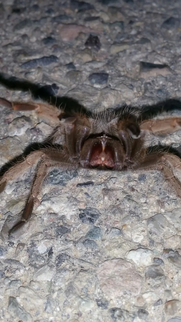 23397 mexican red knee tarantula