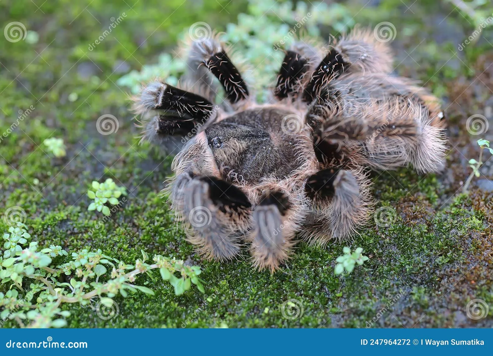 23397 pinktoe tarantula