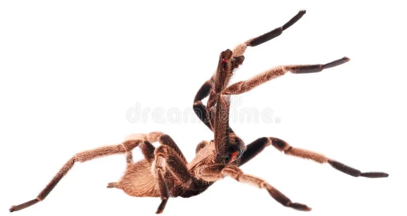 /img/23397-tarantula-handling.webp