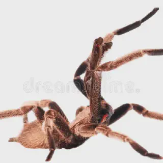 /img/23397-tarantula-handling.webp