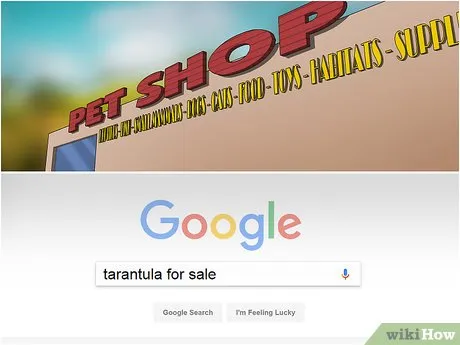 23402 healthy tarantula